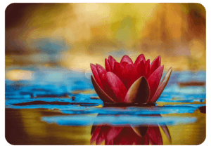 Lire la suite à propos de l’article Les accords toltèques, une voie vers la liberté intérieure